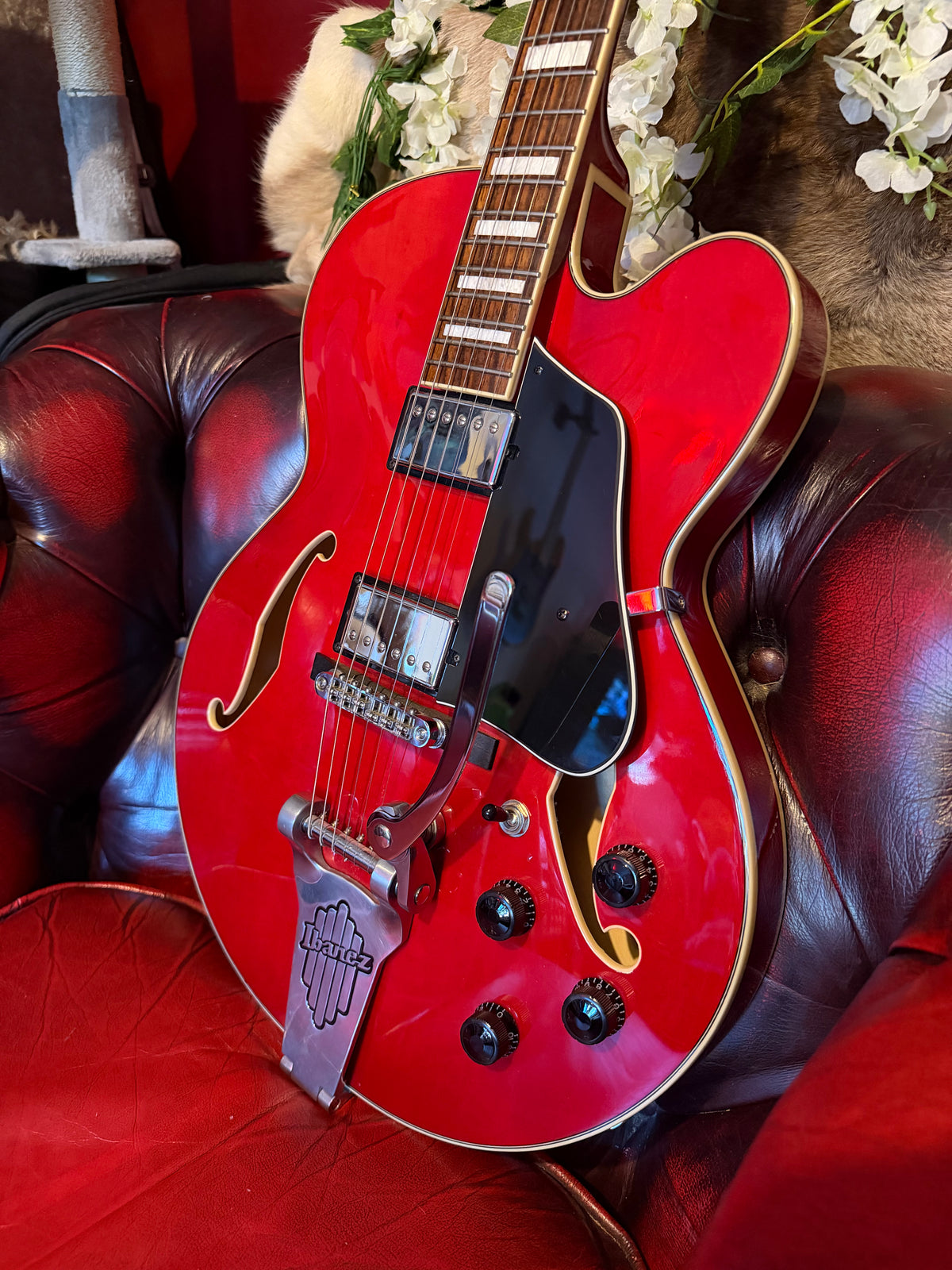 Roxanne! - Ibanez AFS75T Artcore | Transparent Red