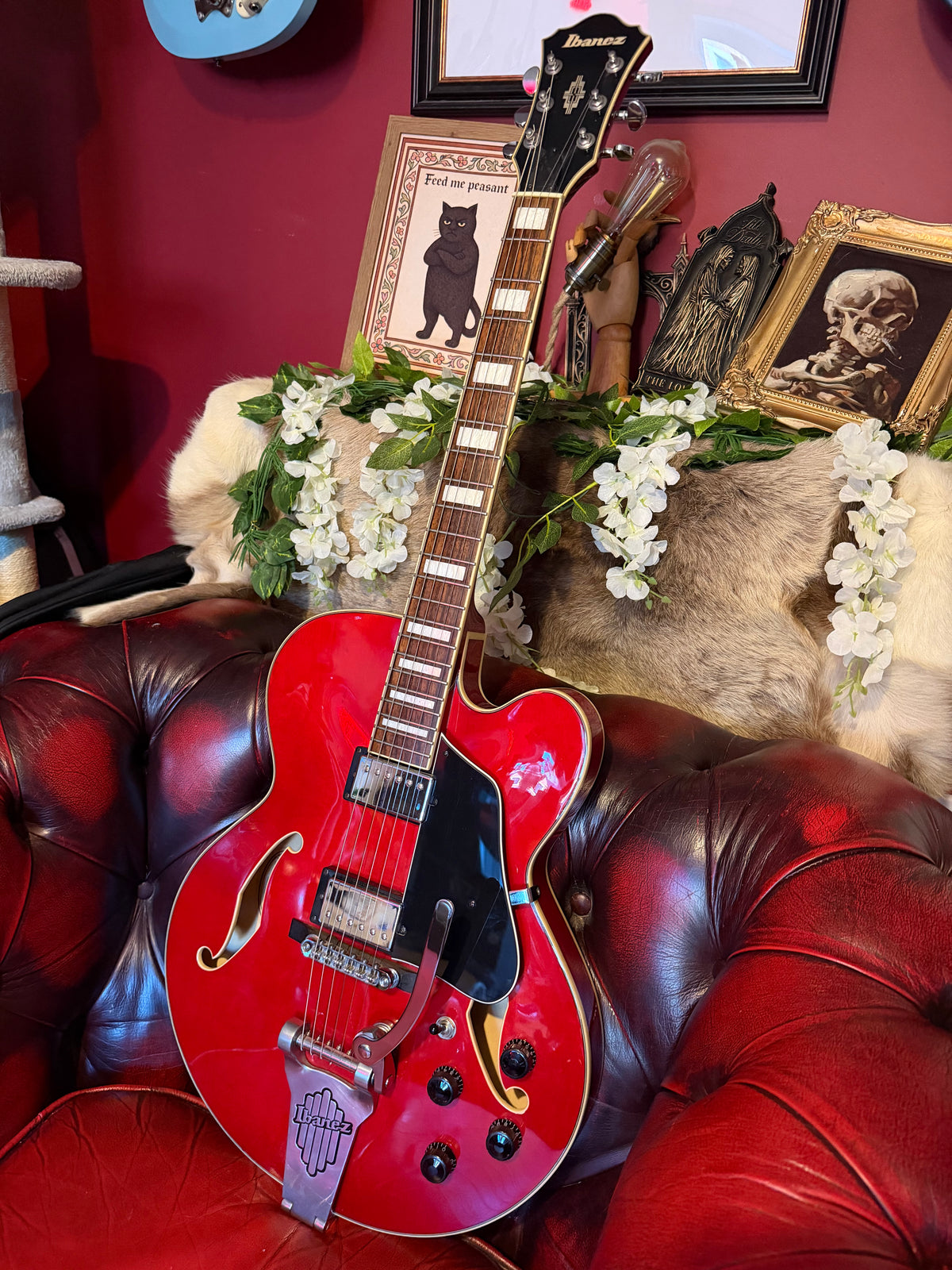 Roxanne! - Ibanez AFS75T Artcore | Transparent Red